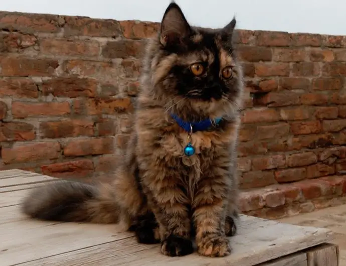 4 Months Persian Cat for Sale | Beautiful Long Hair — photo 4