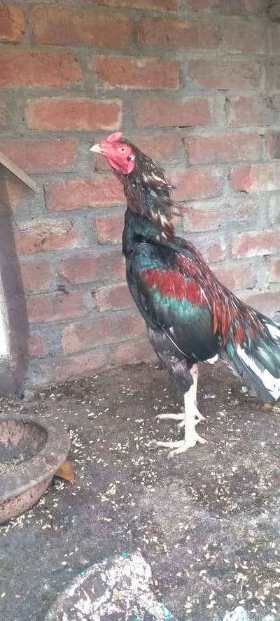 Patha Pure mian wali aseel murga urgent sale