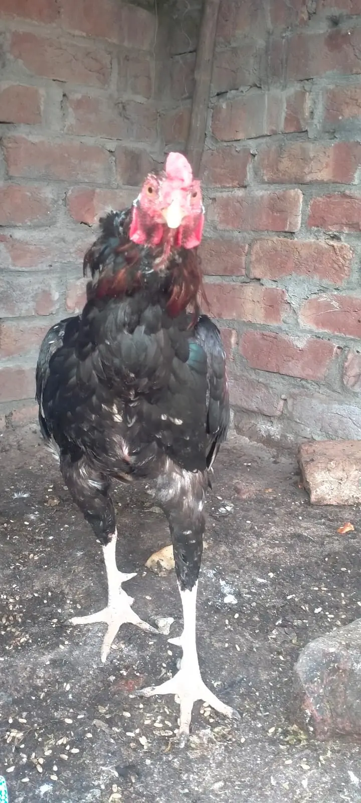 Patha Pure mian wali aseel murga urgent sale — photo 2