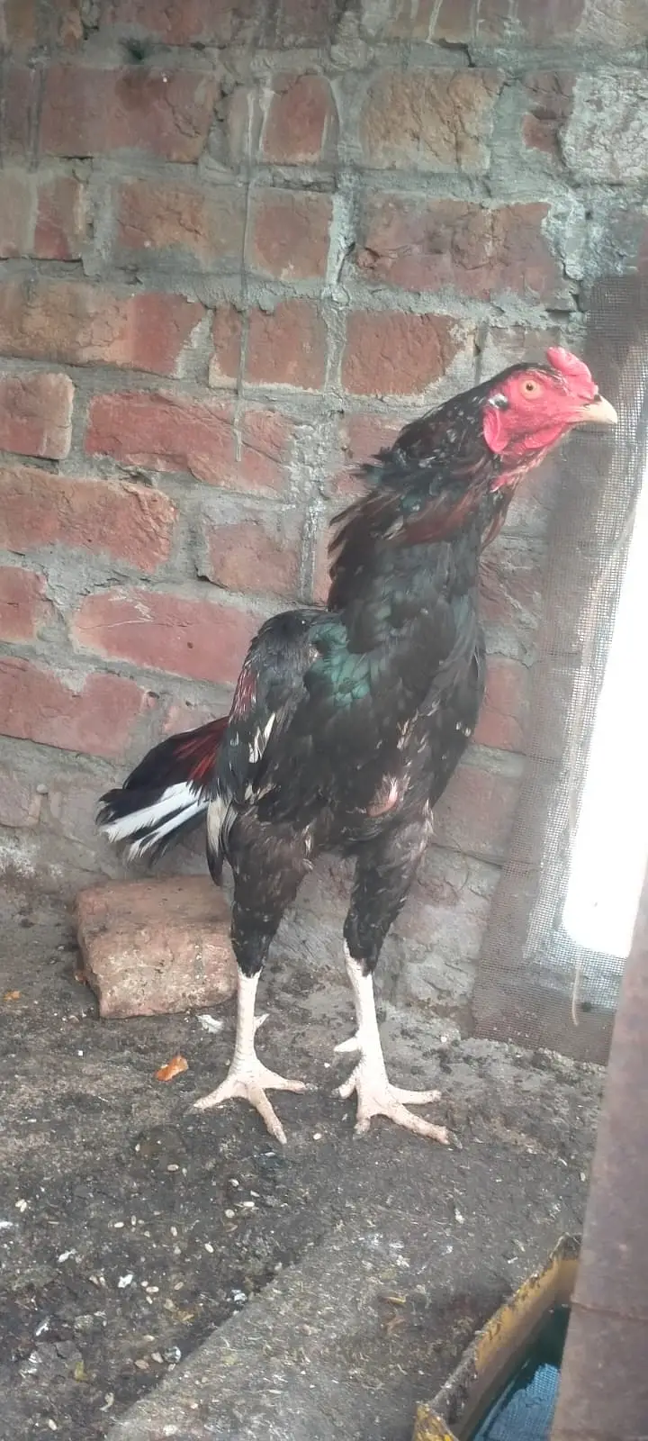 Patha Pure mian wali aseel murga urgent sale — photo 4