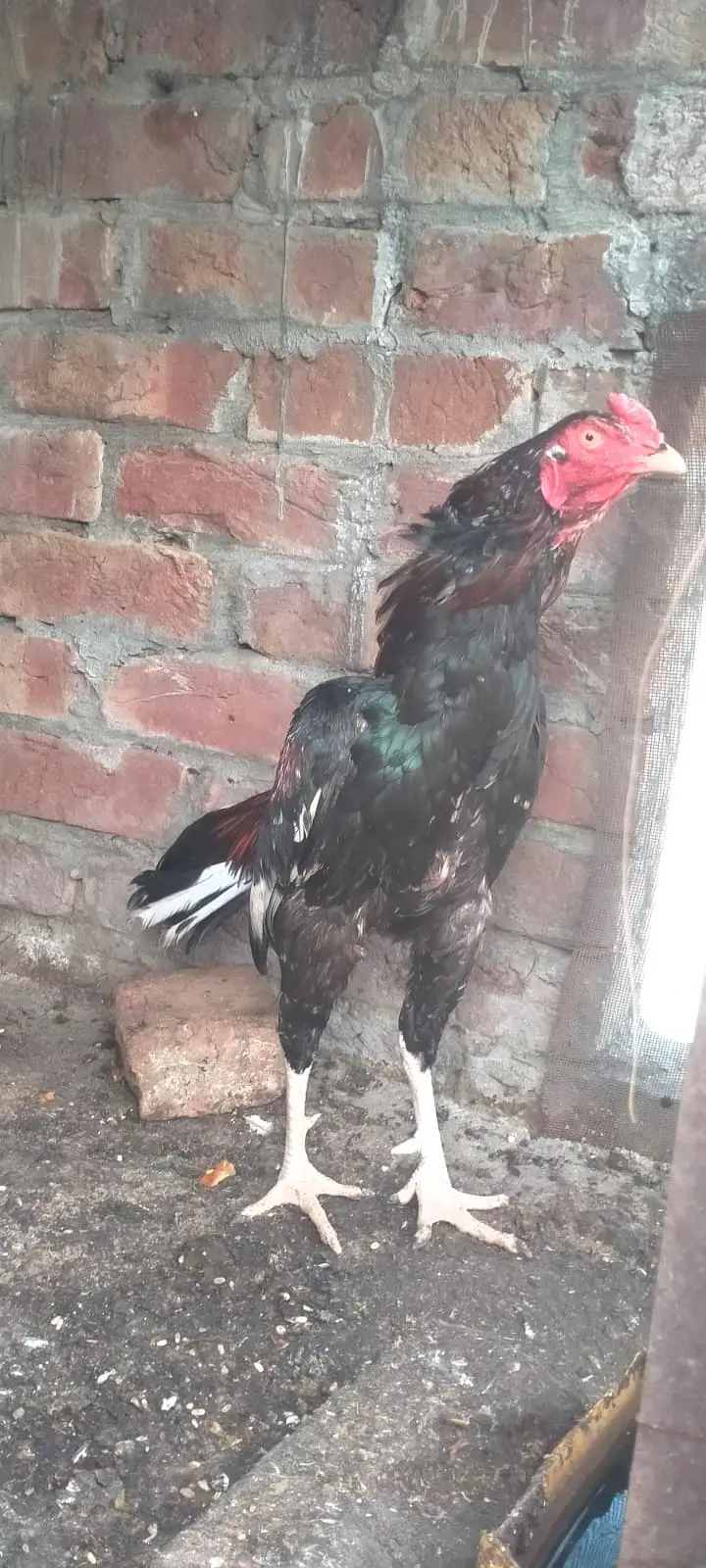 Patha Pure mian wali aseel murga urgent sale — photo 6