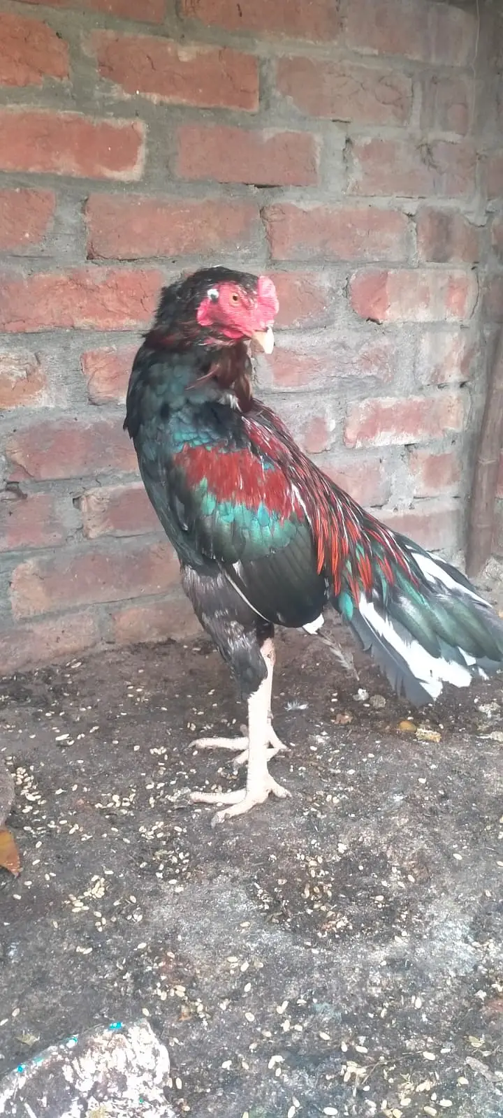 Patha Pure mian wali aseel murga urgent sale — photo 7