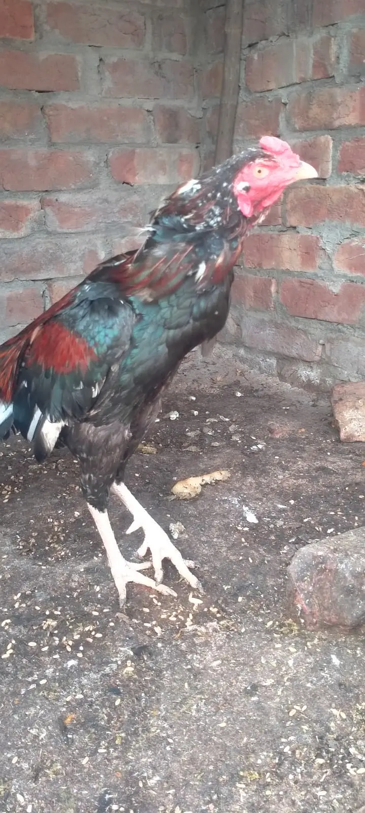 Patha Pure mian wali aseel murga urgent sale — photo 8