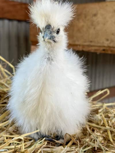 WHITE SILKIE, PULLETS