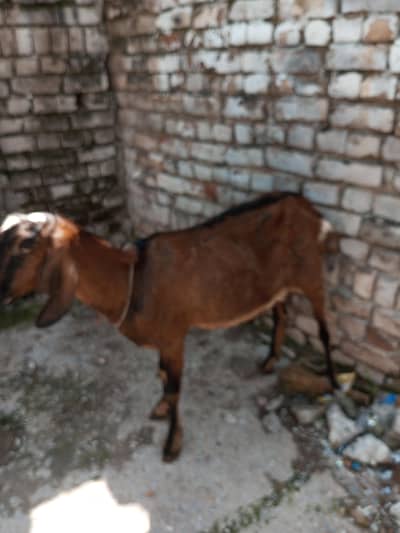 GHABAN BAKRI FOR SALE