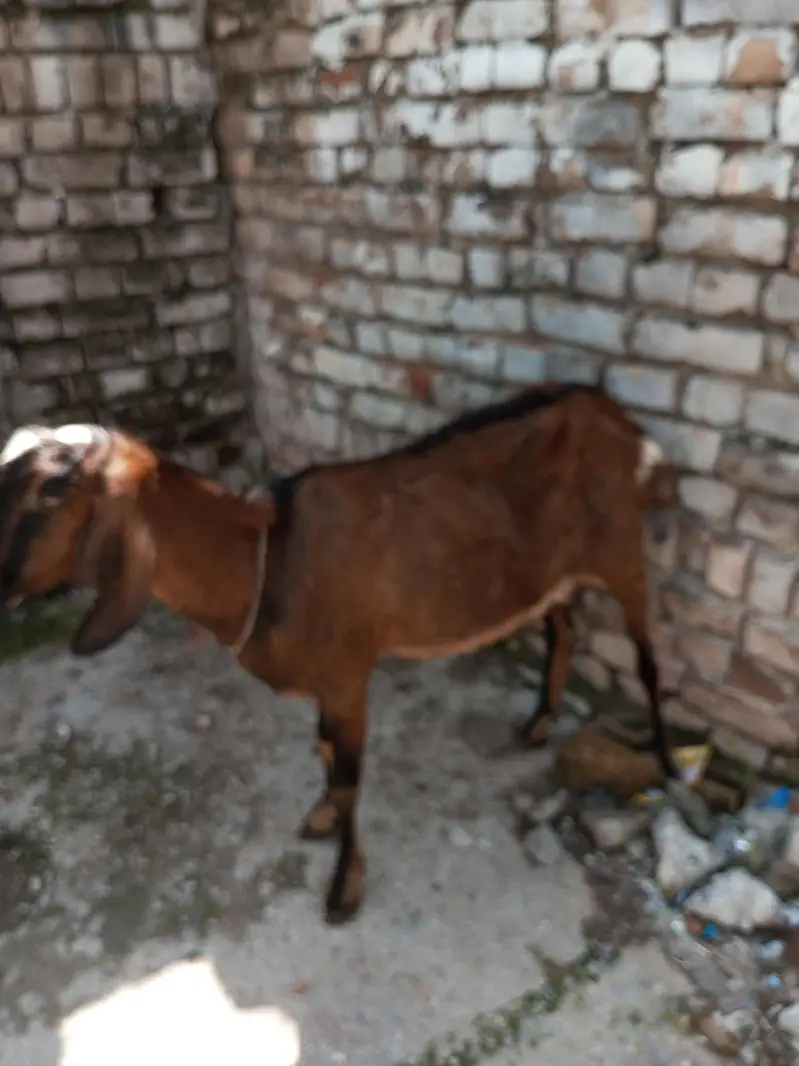 GHABAN BAKRI FOR SALE