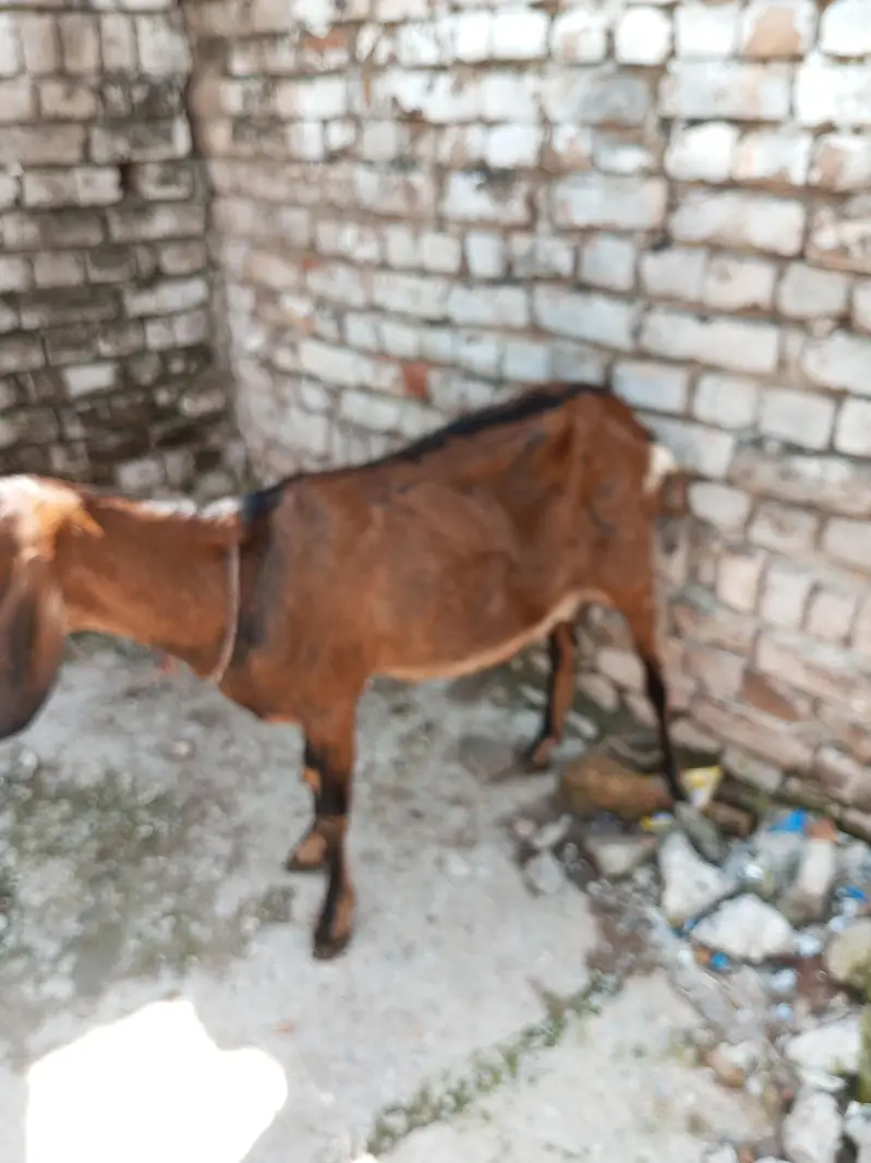 GHABAN BAKRI FOR SALE — photo 2