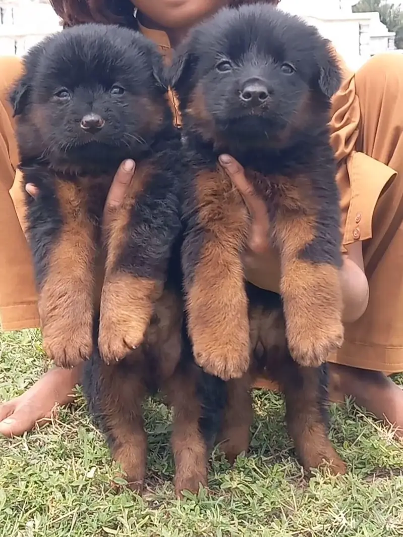 german shepherd puppies for sale