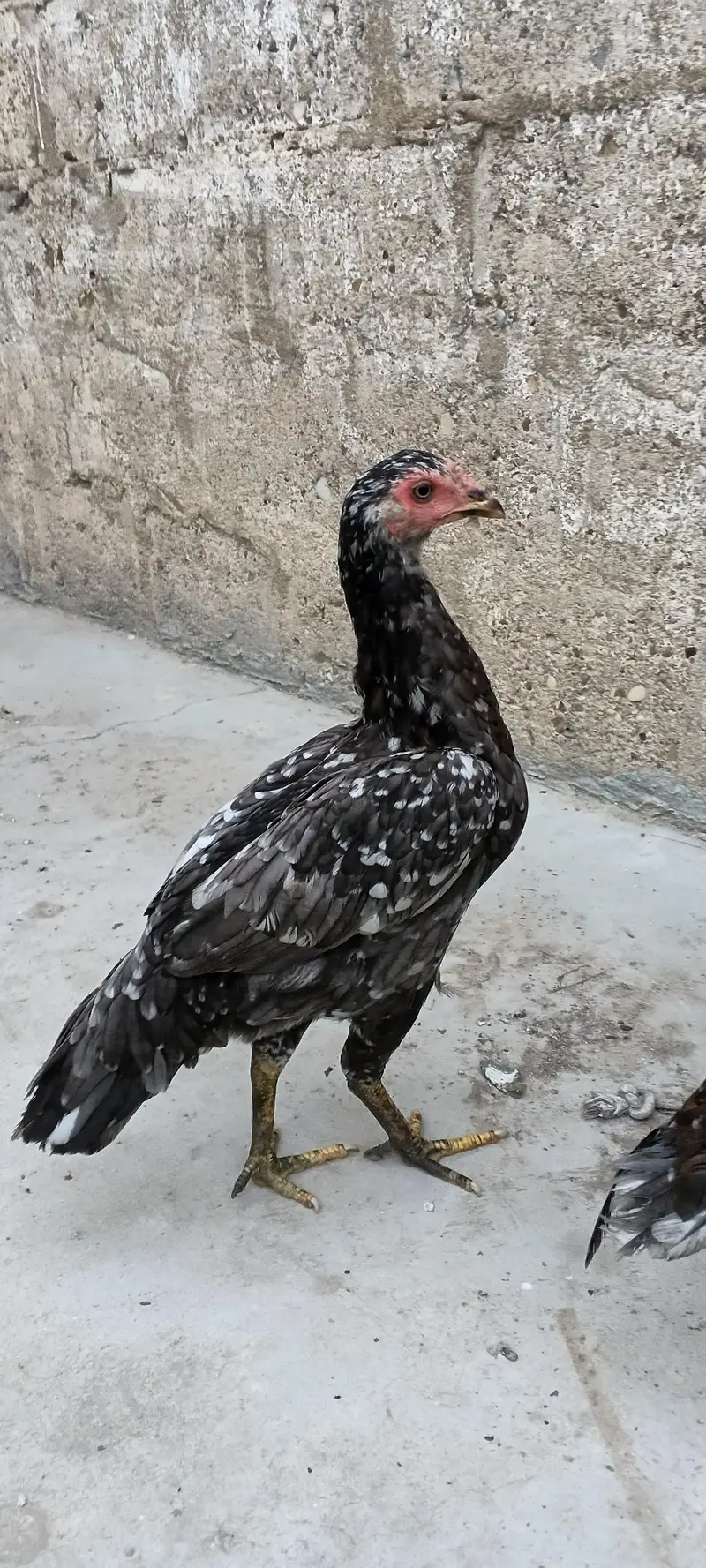 aseel pair — photo 6
