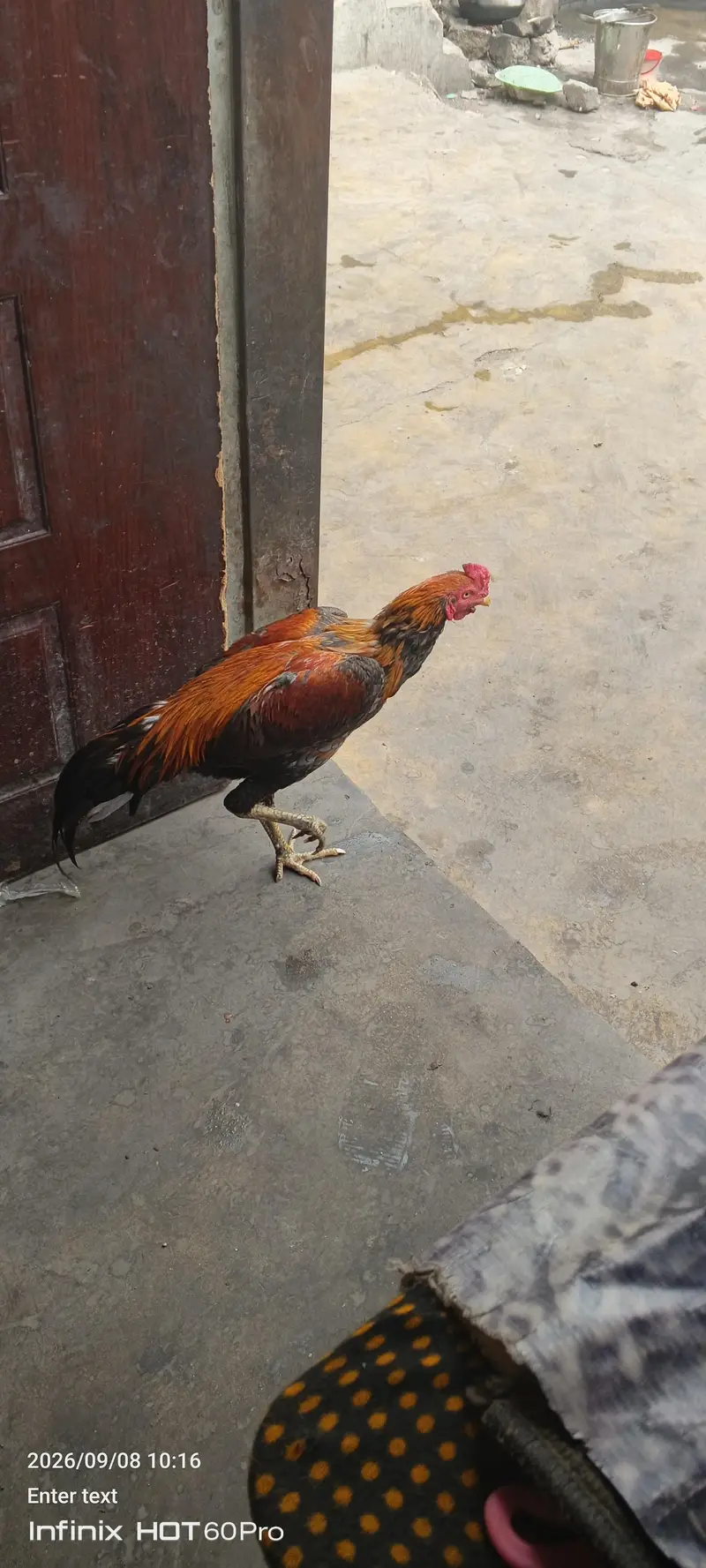 aseel pair — photo 10