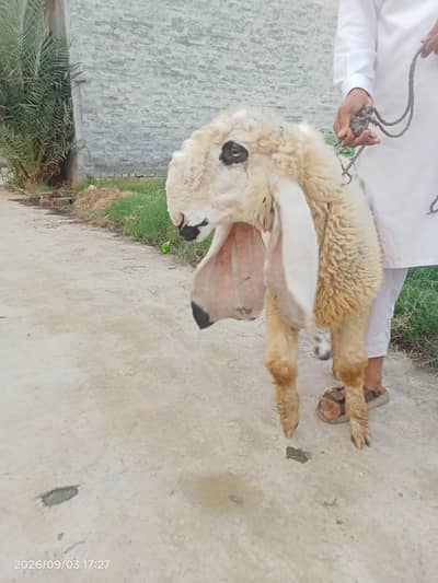 kajli female