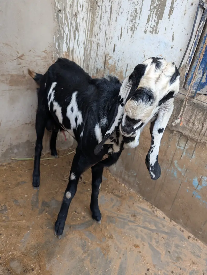 Beautiful Black & White Beetal Male Goat – Healthy & Active — photo 2