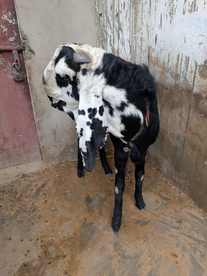 Beautiful Black & White Beetal Male Goat – Healthy & Active — photo 3