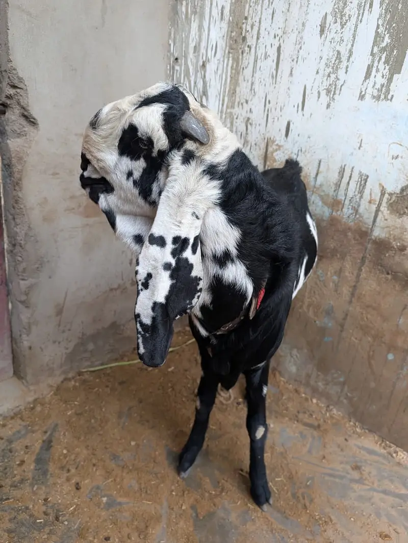 Beautiful Black & White Beetal Male Goat – Healthy & Active — photo 4