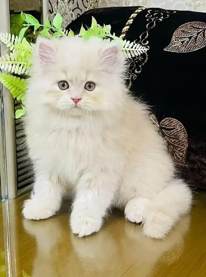 Persian Female kitten vaccinated for sale 03243854//778