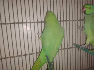 parrots