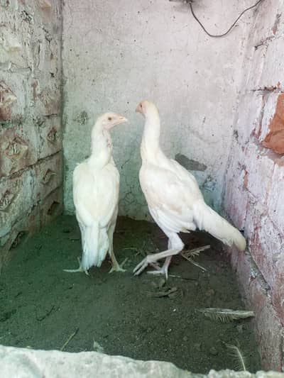 Heera Aseel Pair 3 Months WhatsApp For Details