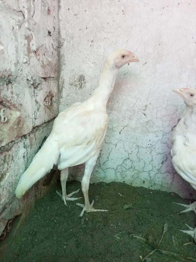 Heera Aseel Pair 3 Months WhatsApp For Details — photo 2