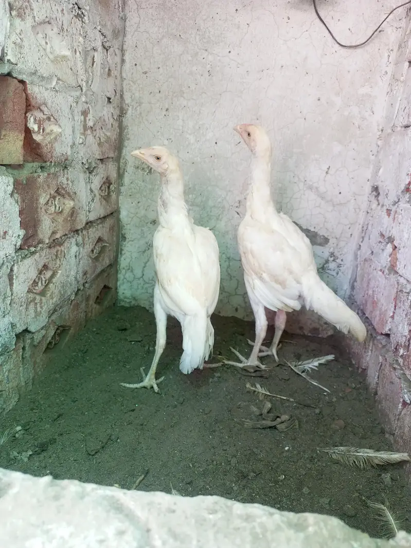 Heera Aseel Pair 3 Months WhatsApp For Details — photo 3