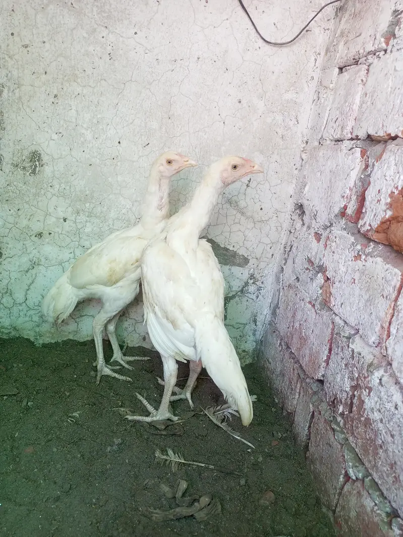 Heera Aseel Pair 3 Months WhatsApp For Details — photo 4