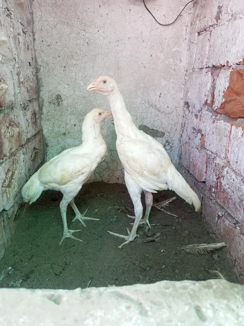 Heera Aseel Pair 3 Months WhatsApp For Details — photo 5