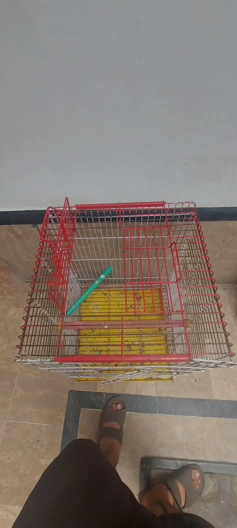 Birds Cages for sale — photo 5