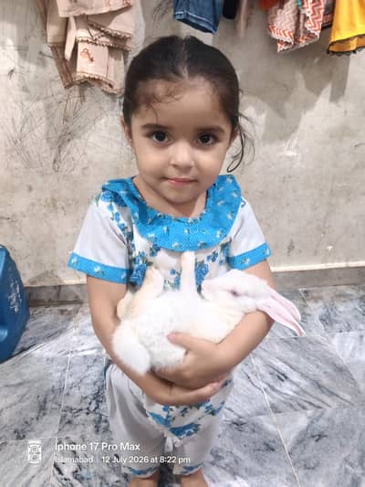 Sahro for sale Rabbit