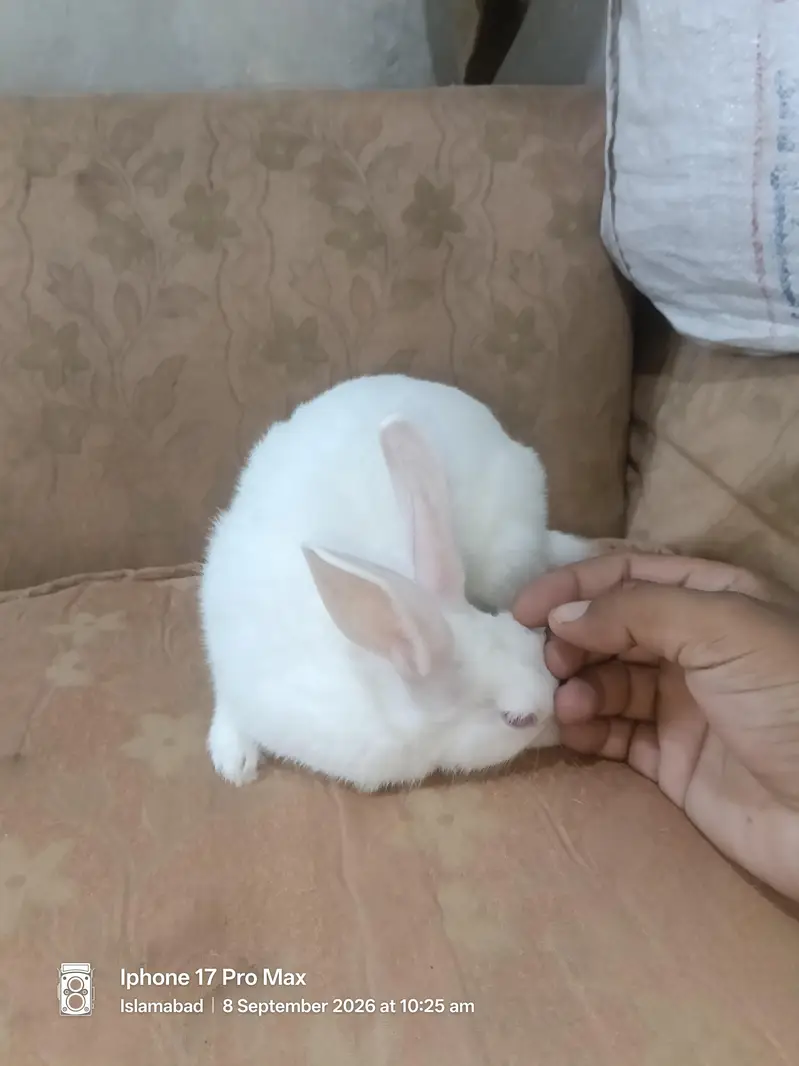 Sahro for sale Rabbit — photo 2