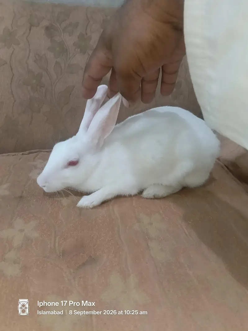 Sahro for sale Rabbit — photo 3