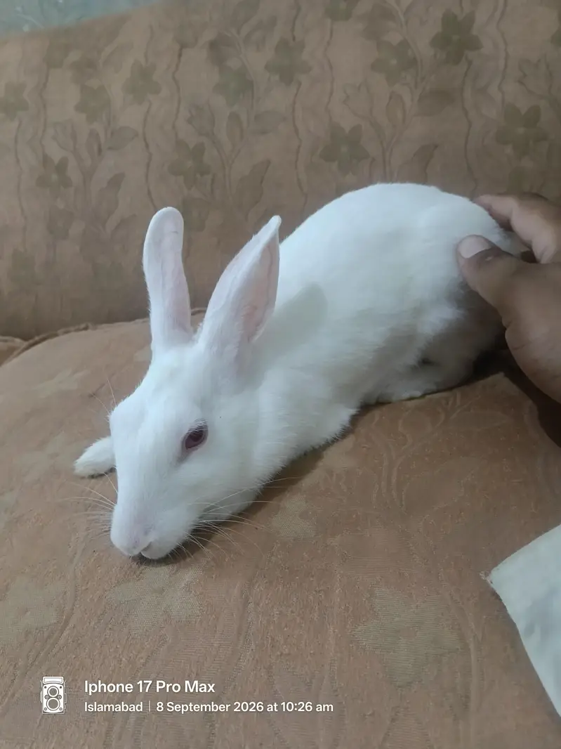 Sahro for sale Rabbit — photo 4