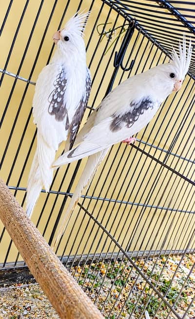 v pied breeder pair. 0336.4306545.