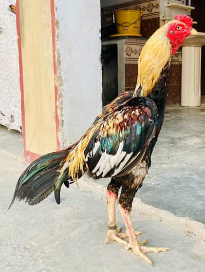 Pure Healthy Active Jawa Aseel Murga for Sale