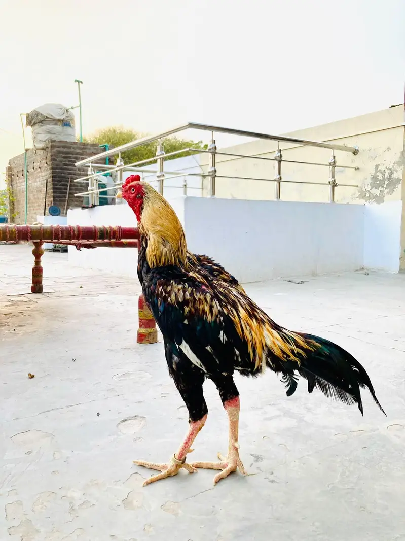 Pure Healthy Active Jawa Aseel Murga for Sale — photo 2