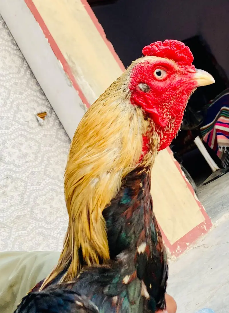 Pure Healthy Active Jawa Aseel Murga for Sale — photo 4