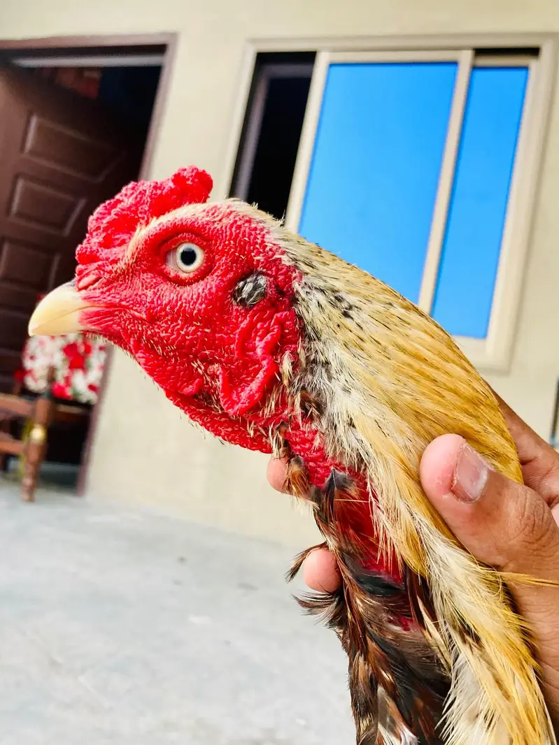Pure Healthy Active Jawa Aseel Murga for Sale — photo 5