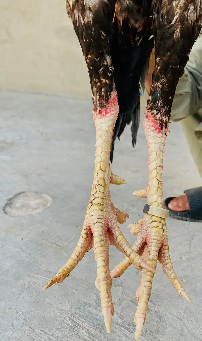 Pure Healthy Active Jawa Aseel Murga for Sale — photo 6