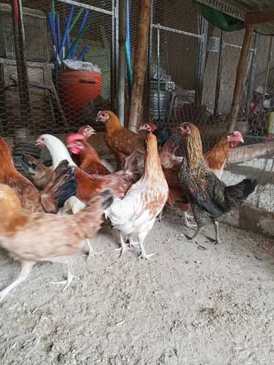 Golden Misri hens | Desi starter hens | Anda wali murgi | pathian