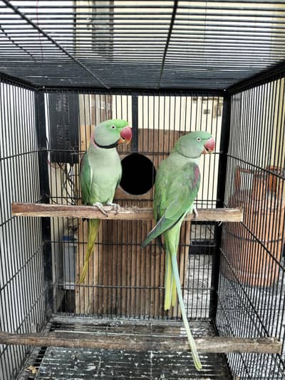 Raw Parrot with cage and box