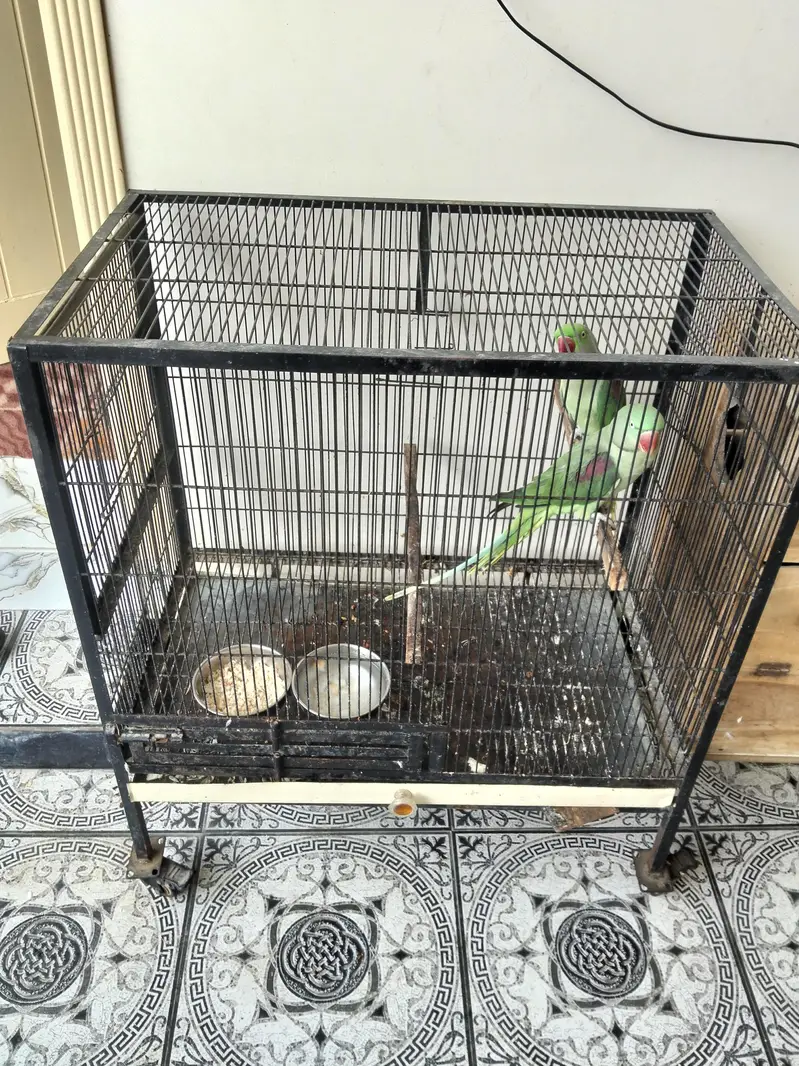 Raw Parrot with cage and box — photo 2