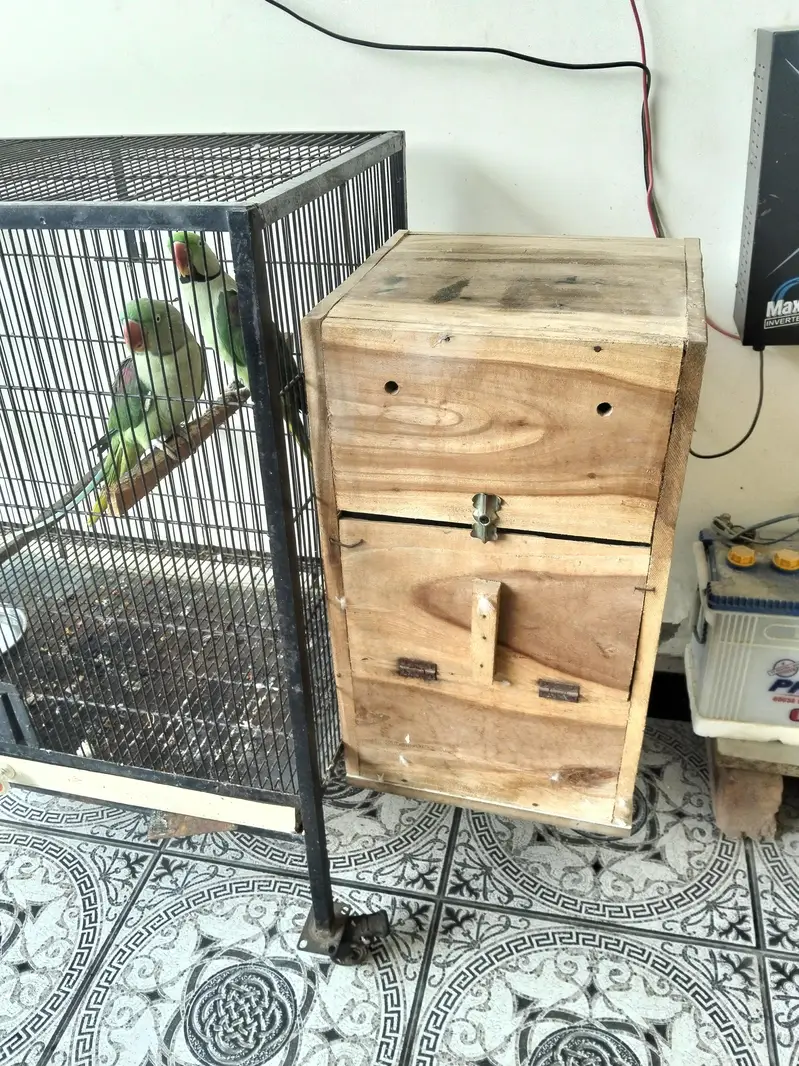 Raw Parrot with cage and box — photo 3