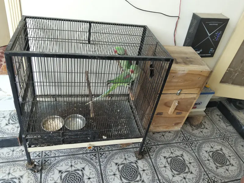 Raw Parrot with cage and box — photo 4
