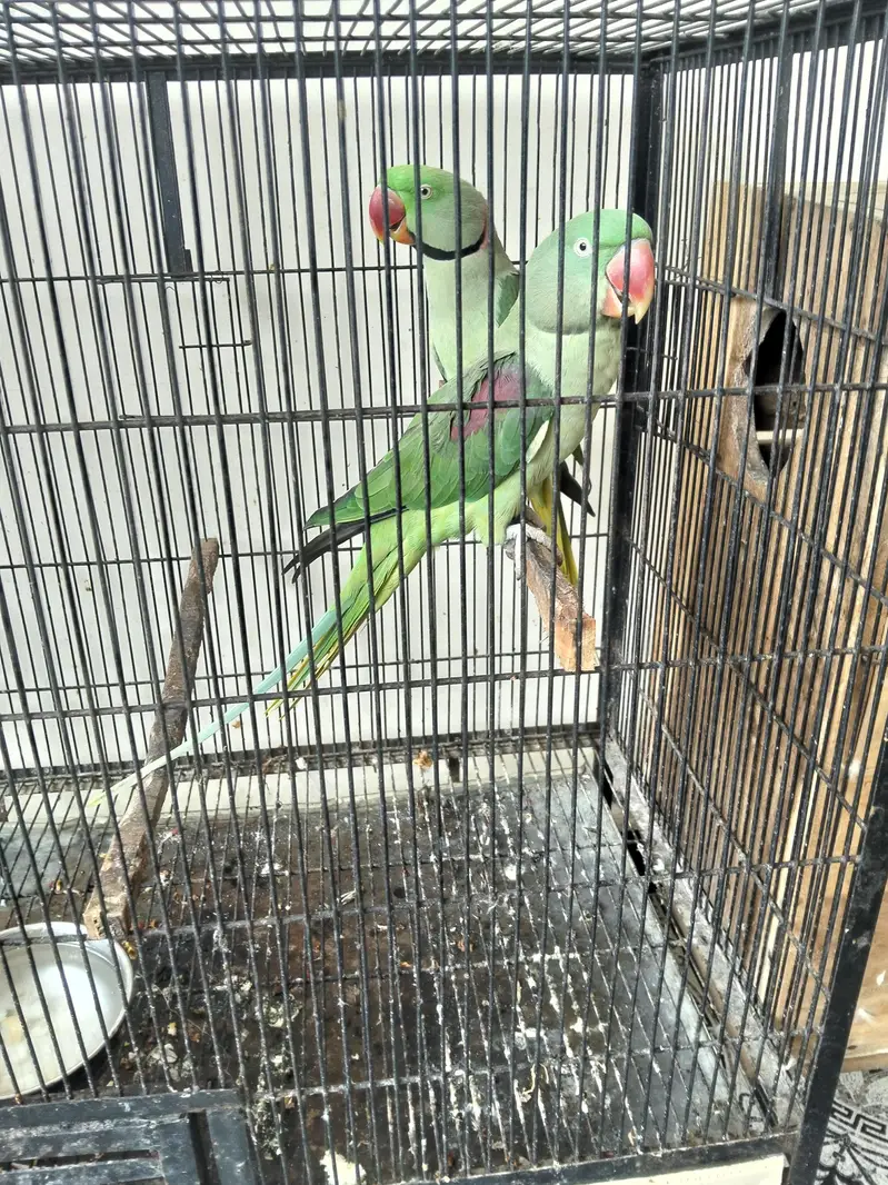 Raw Parrot with cage and box — photo 5