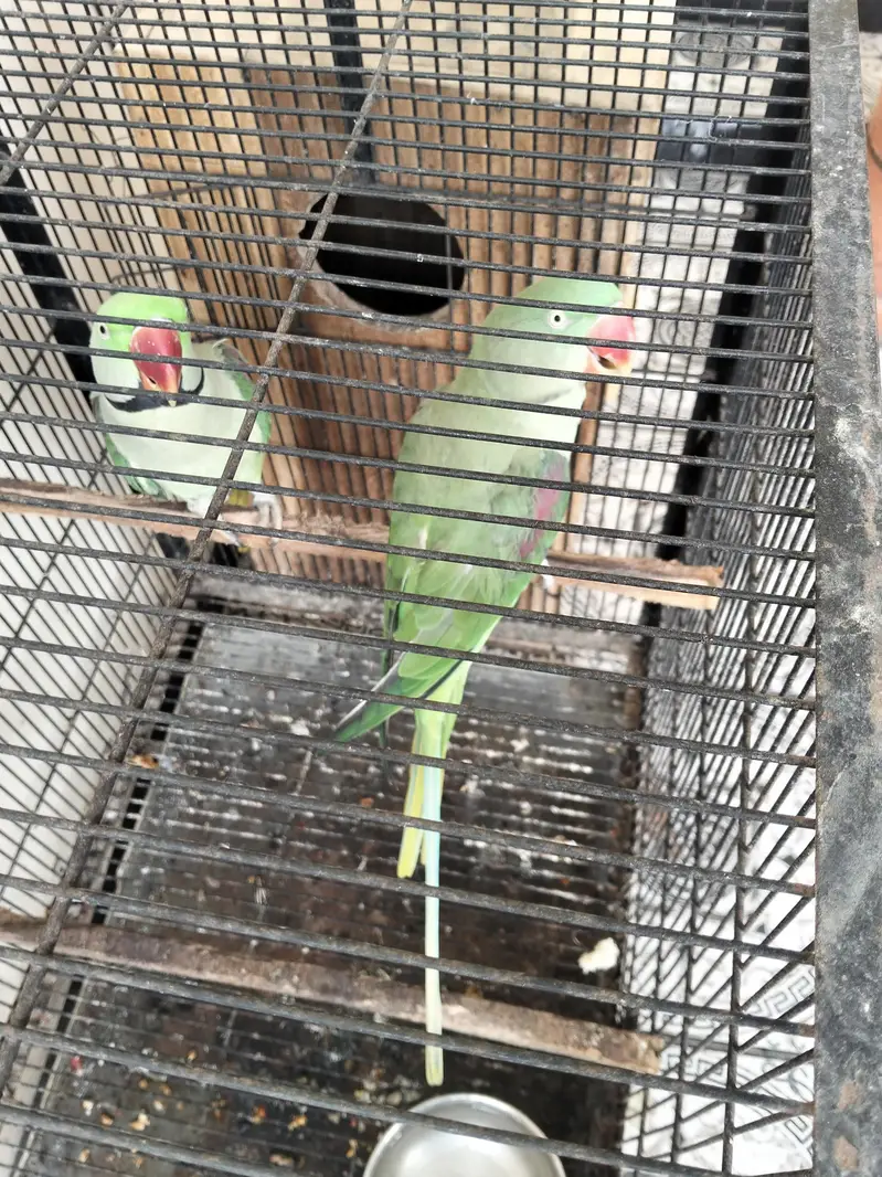 Raw Parrot with cage and box — photo 6