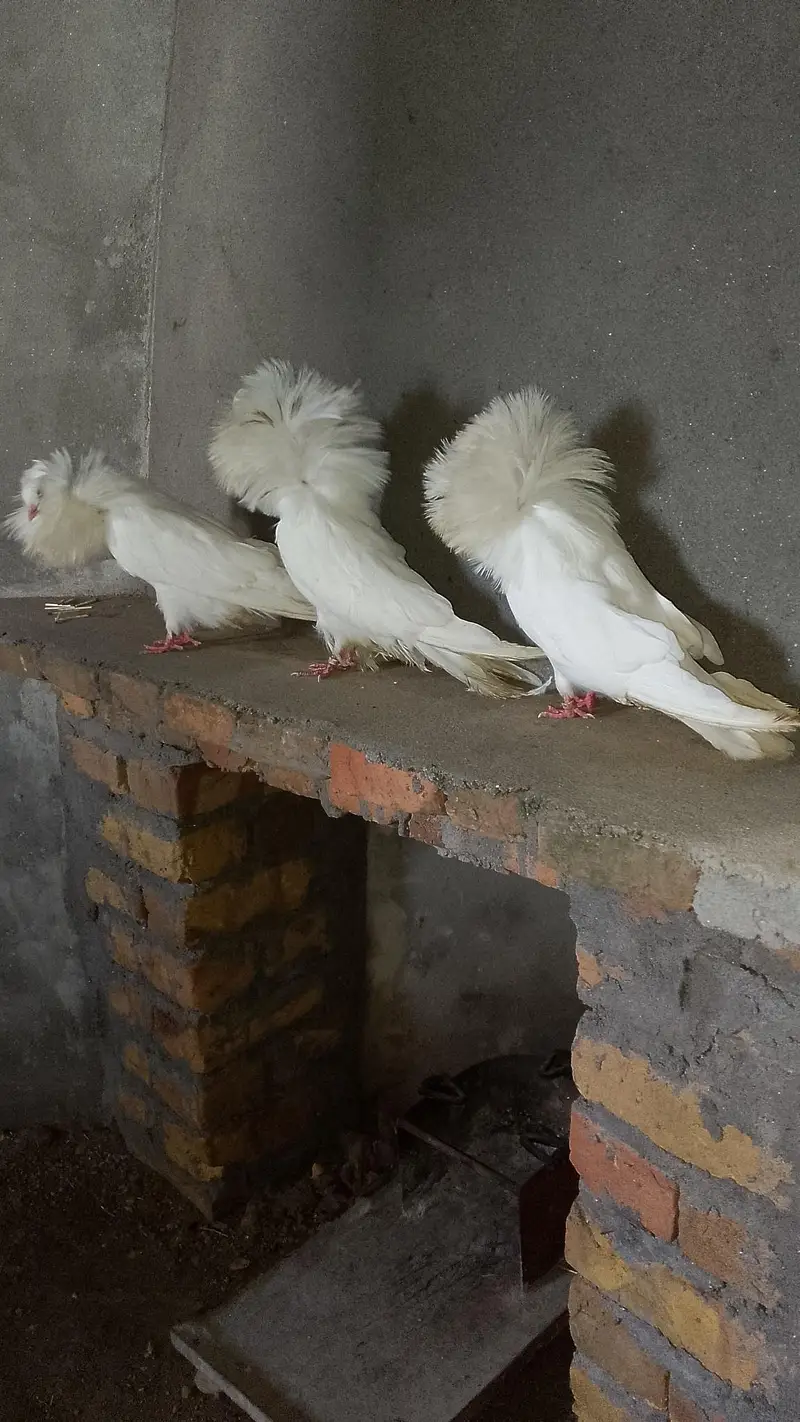 3pair