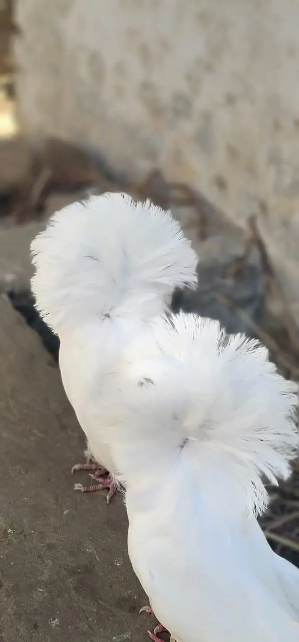 3pair — photo 2
