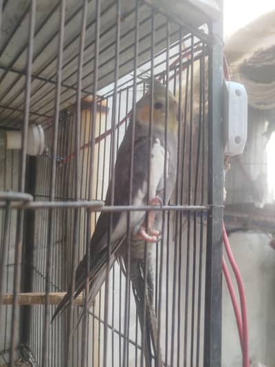 parrot