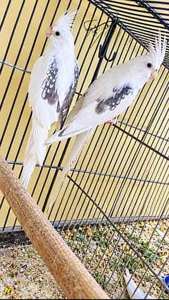 v pied butterfly  breeder pair. 0336.4306545.