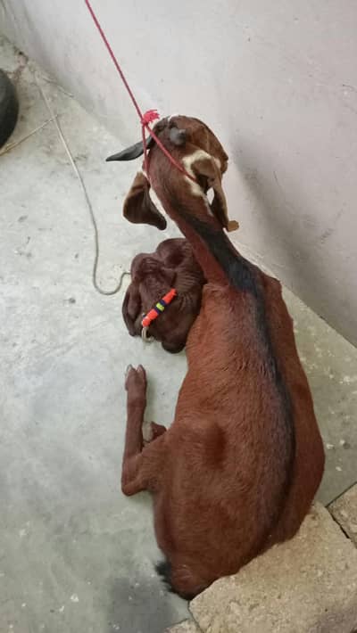 Tapri Goat