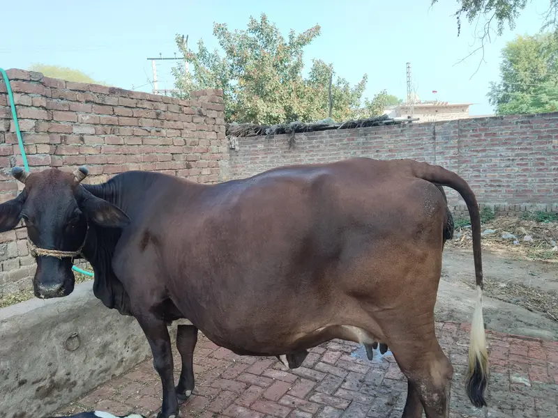 sahiwal cow