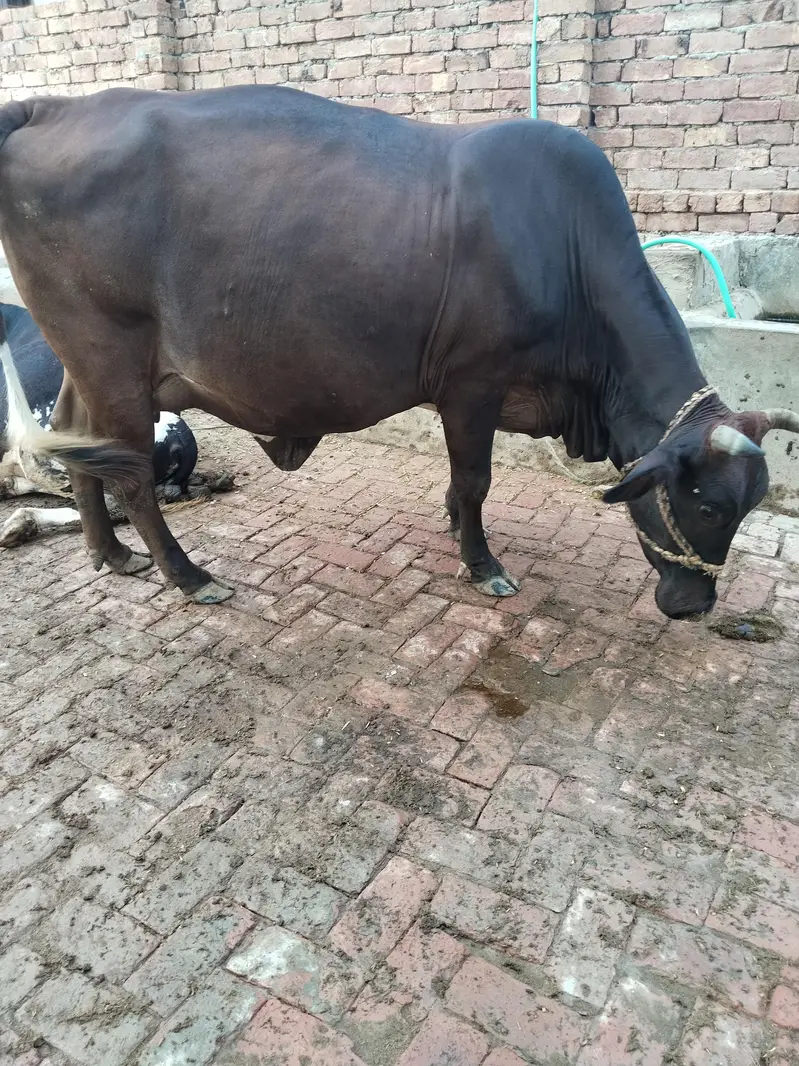 sahiwal cow — photo 2
